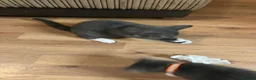 Mixed Breed cats for sale: Beautiful russian blue/british short hair cross in Banbury - Advert 10