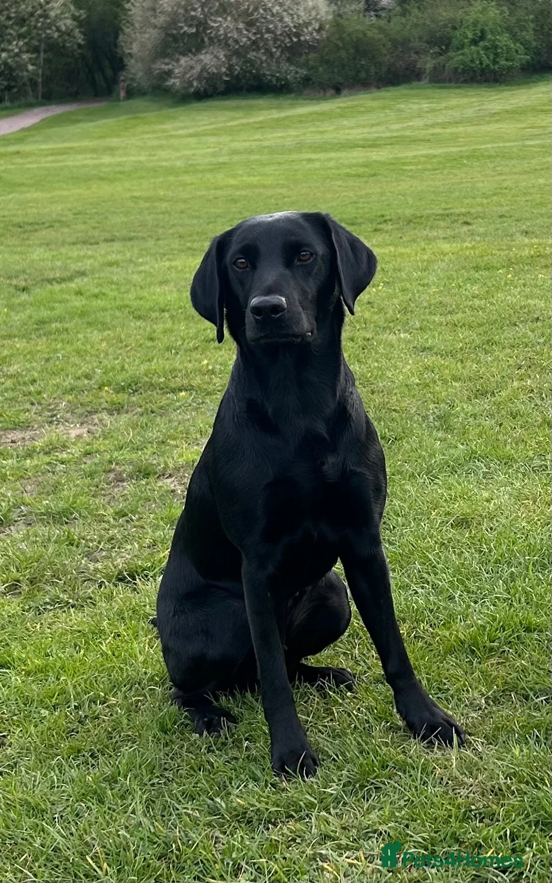 Labrador Retriever dogs for sale: Male Yellow Lab Pup - Advert 4