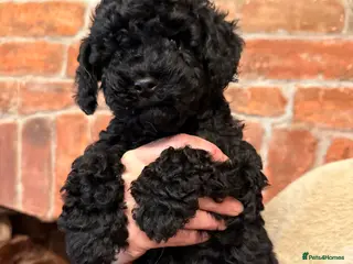 Cockapoo dogs Absolutely stunning F1B Cockapoos - Advert 3