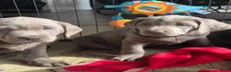 Labrador Retriever dogs for sale: 🤍 beautiful chunky silver/charcoal KC reg pups 🤍 - Advert 4