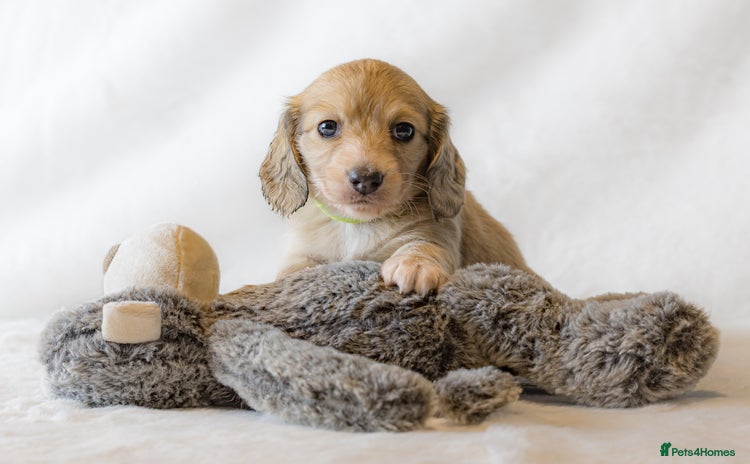 Miniature Dachshund dogs - Advert 5