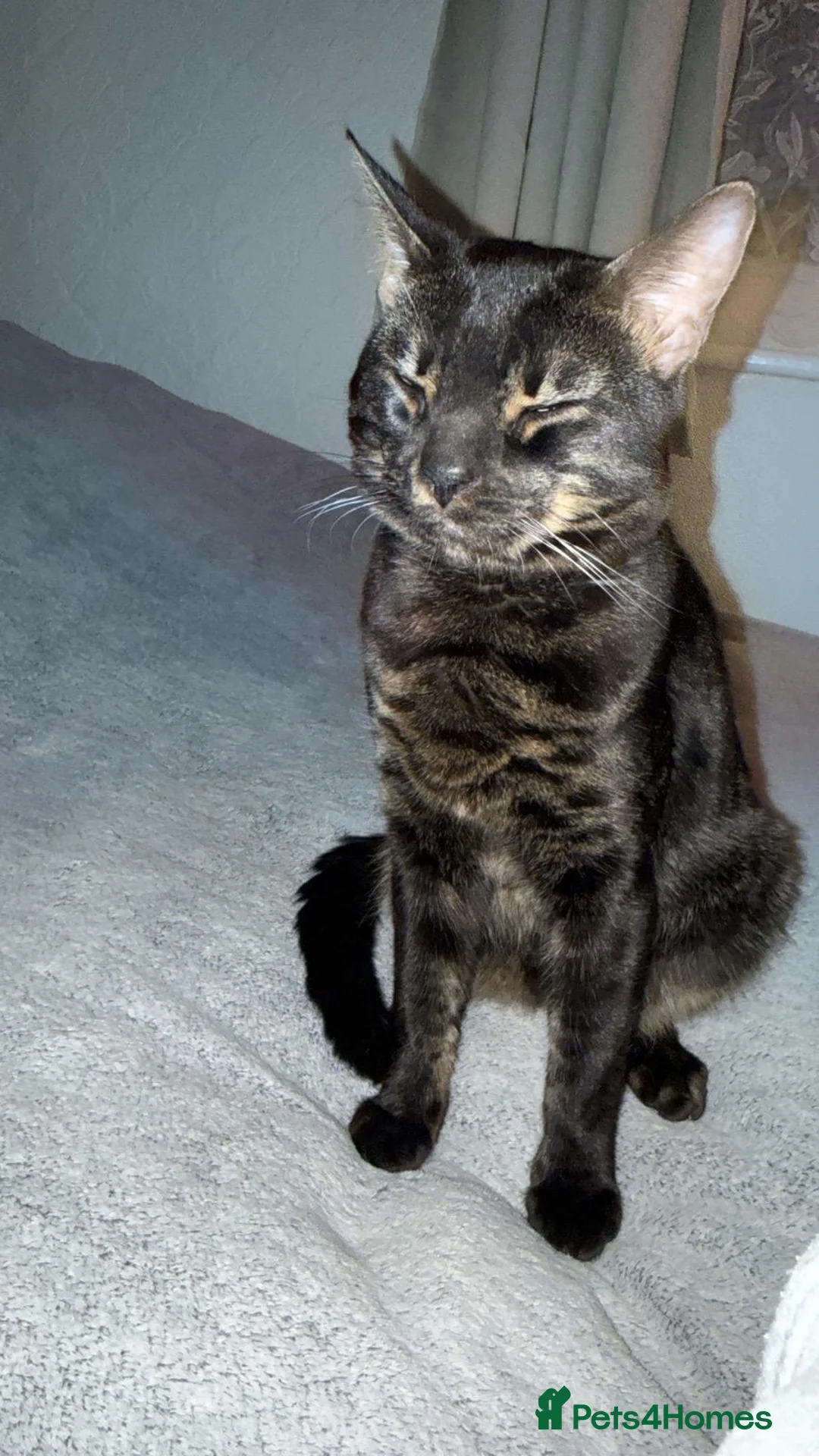 Bengal cats for sale: Oreo, Male Bengal Cat   - Advert 1