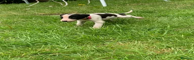 Lurcher Puppy 3