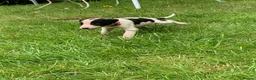 Lurcher dogs for sale: Lurcher puppies - Advert 5