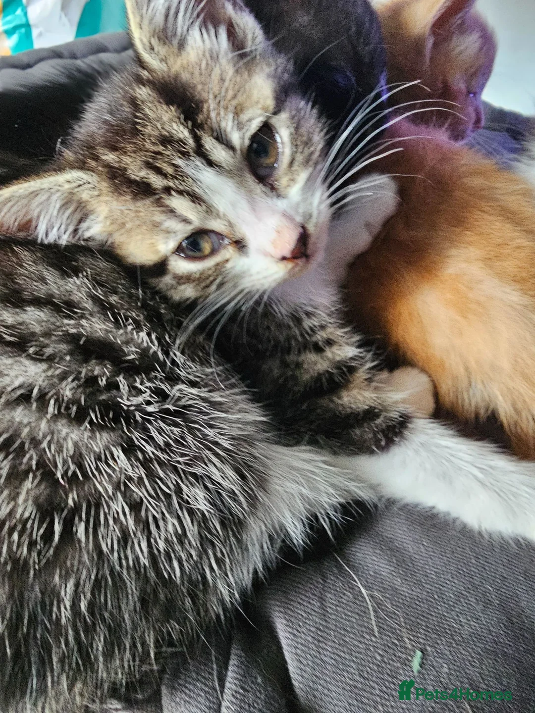 Mixed Breed cats for sale: Kittens for sale in Bolton - Advert 3