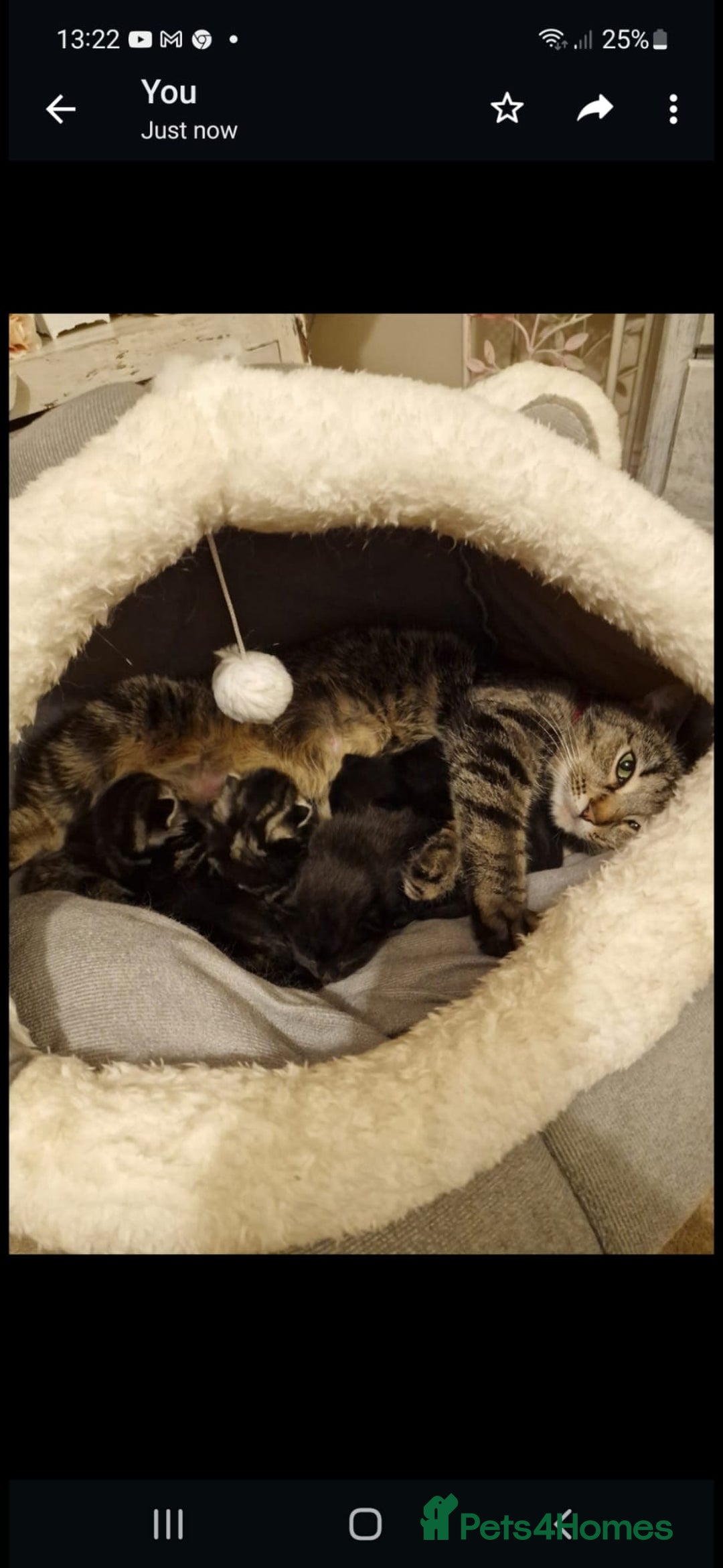 Mixed Breed cats for sale: Tabby mixed stunning litter - Image 13