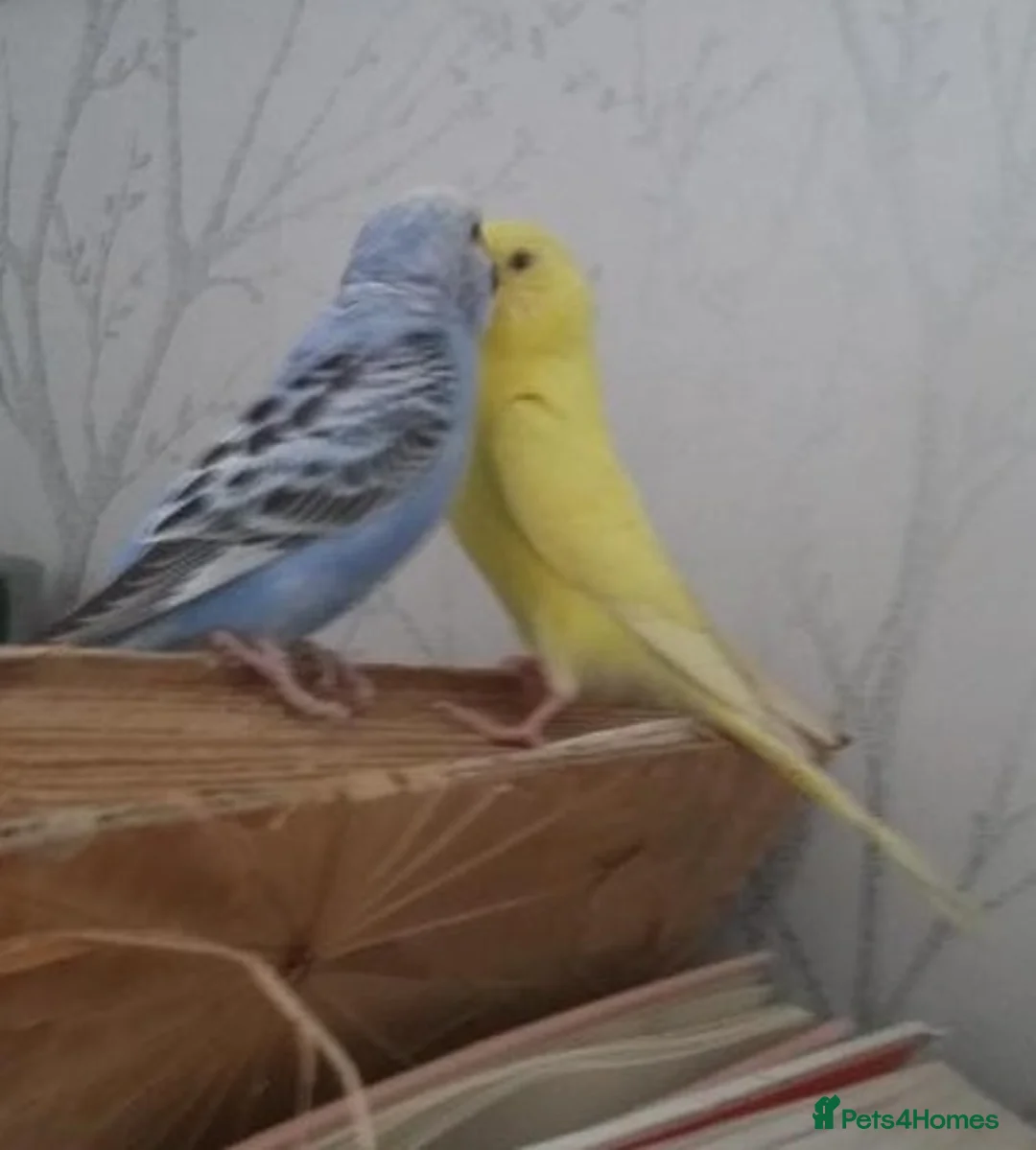 Parrots birds for sale: Loving Pet Parrots – Ready for a New Home in Gosport - Advert 2