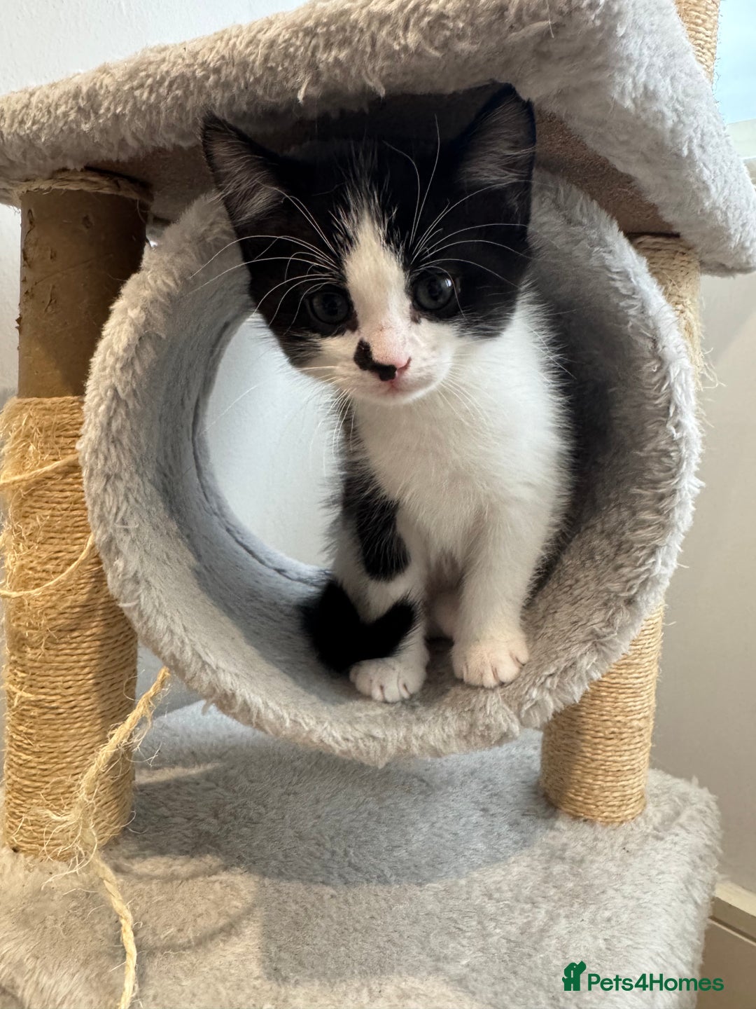 Mixed Breed cats for sale: 3 adorable female kittens  - Image 9