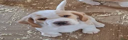 Beagle dogs for sale: KC registeted Beagle puppies  - Advert 3
