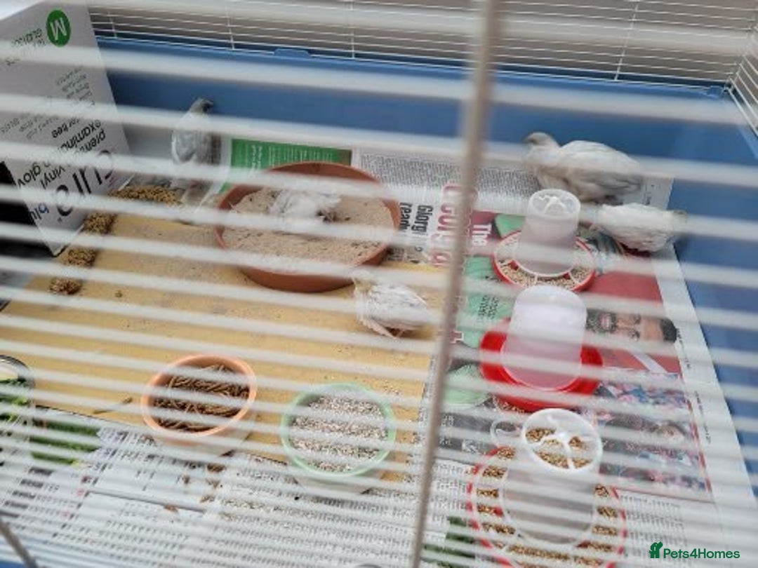 Quail poultry for sale: Chinese Painted Quail (button quail) - Image 3