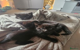 Domestic Shorthair cats for sale: Kittens for sale - Image 4