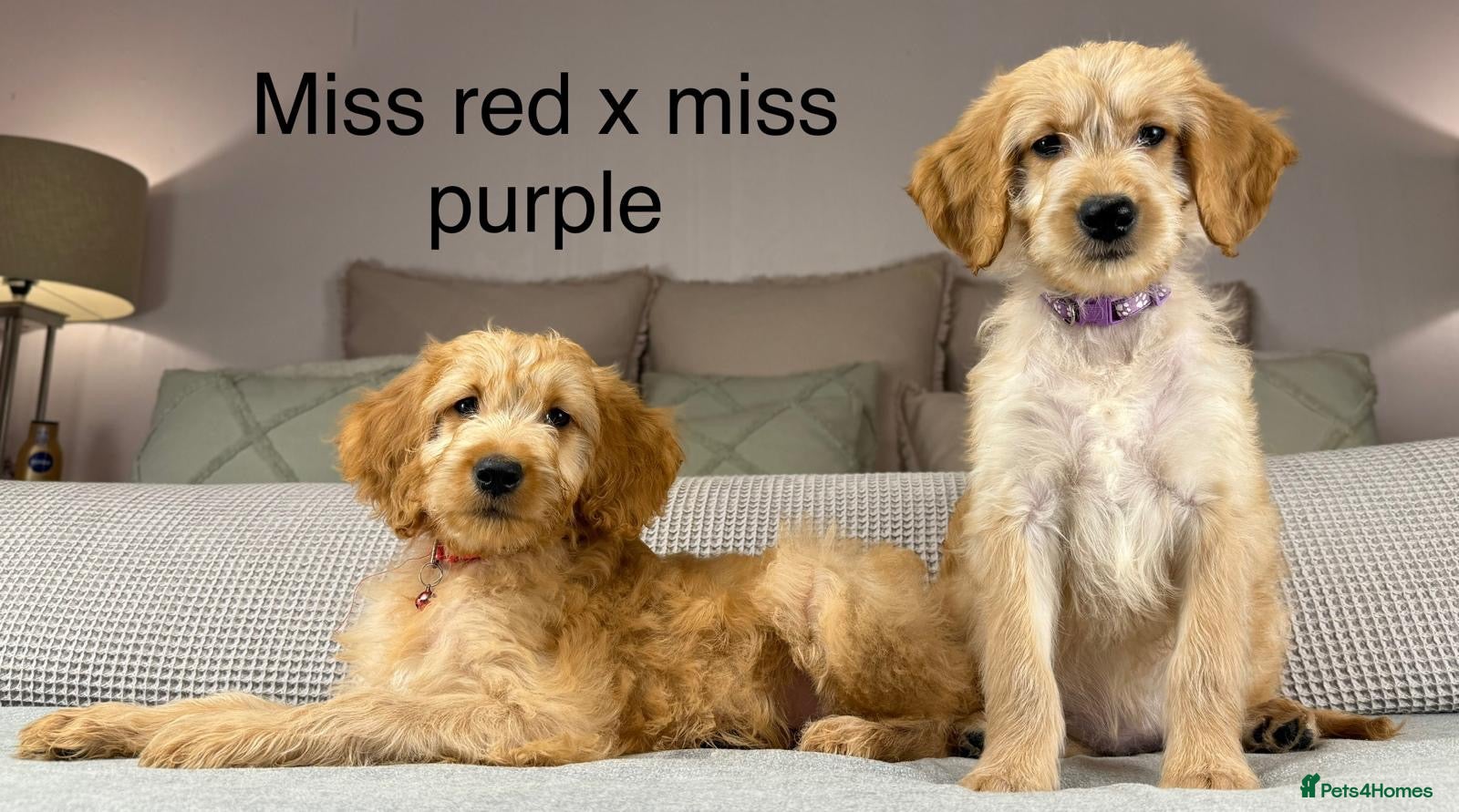 Goldendoodle dogs These will be stunning adults. Real head turners. - Advert 5