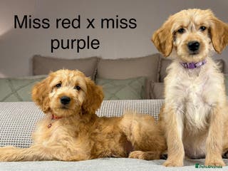 Goldendoodle dogs These will be stunning adults. Real head turners. - Advert 5