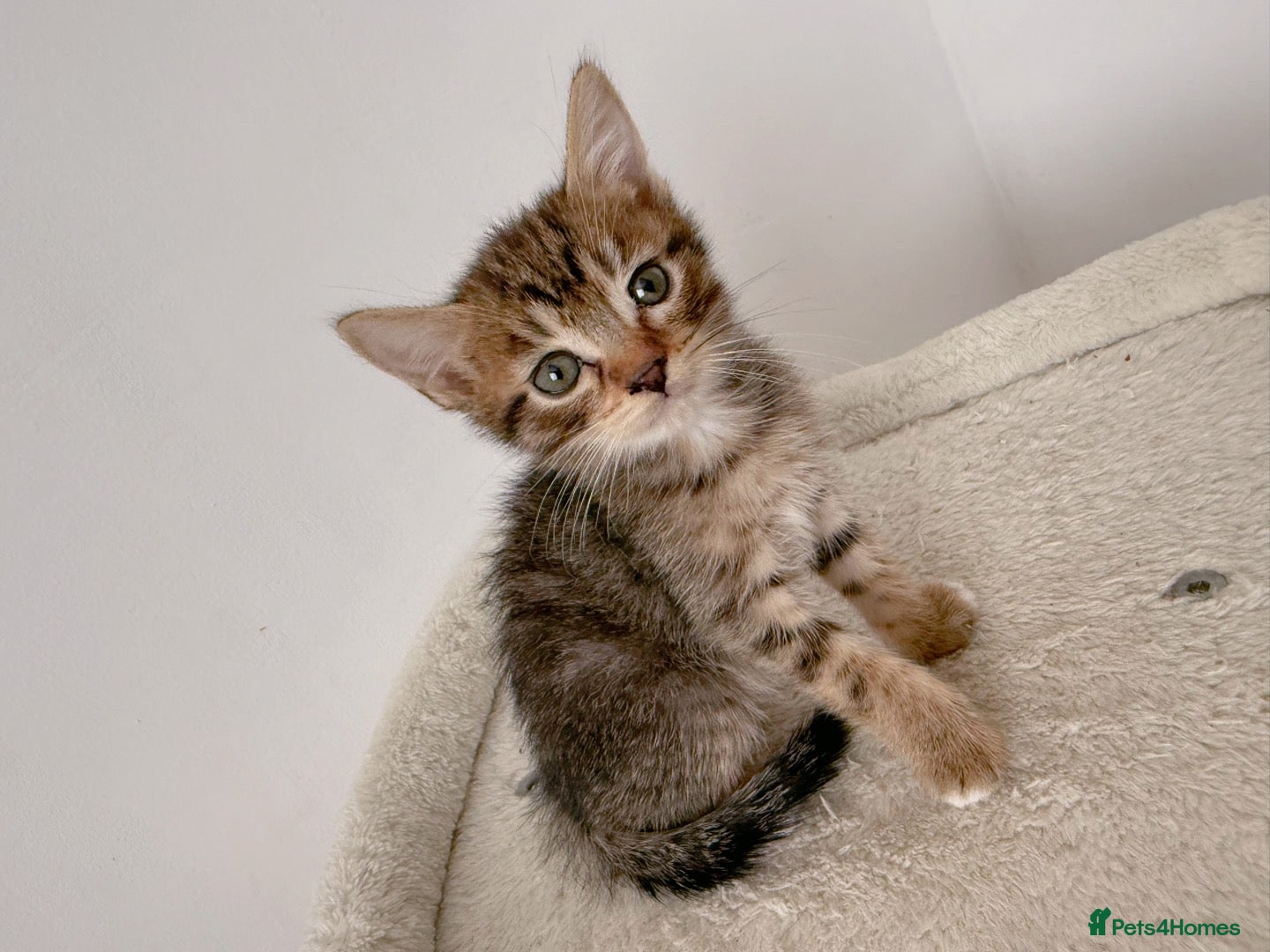 Mixed Breed cats Tiger, tabby mackerel male kitten - Advert 1
