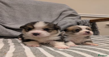 Welsh Corgi Pembroke dogs - Advert 8