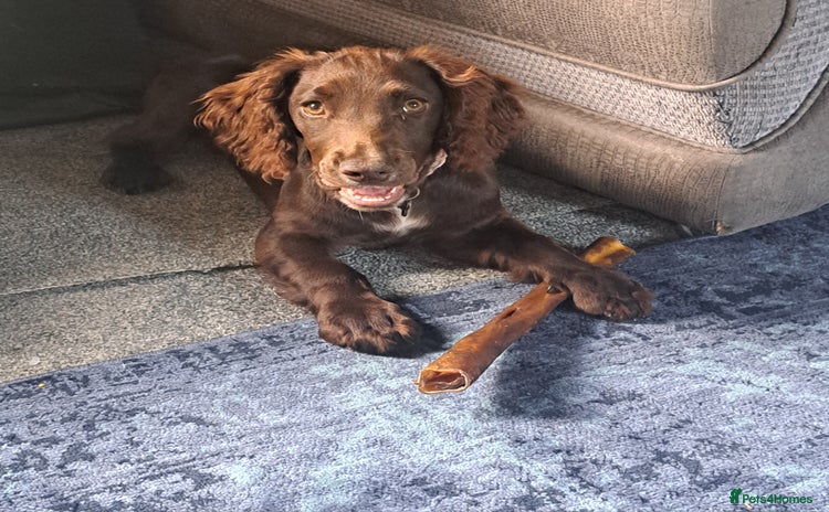 Cocker Spaniel dogs - Advert 11