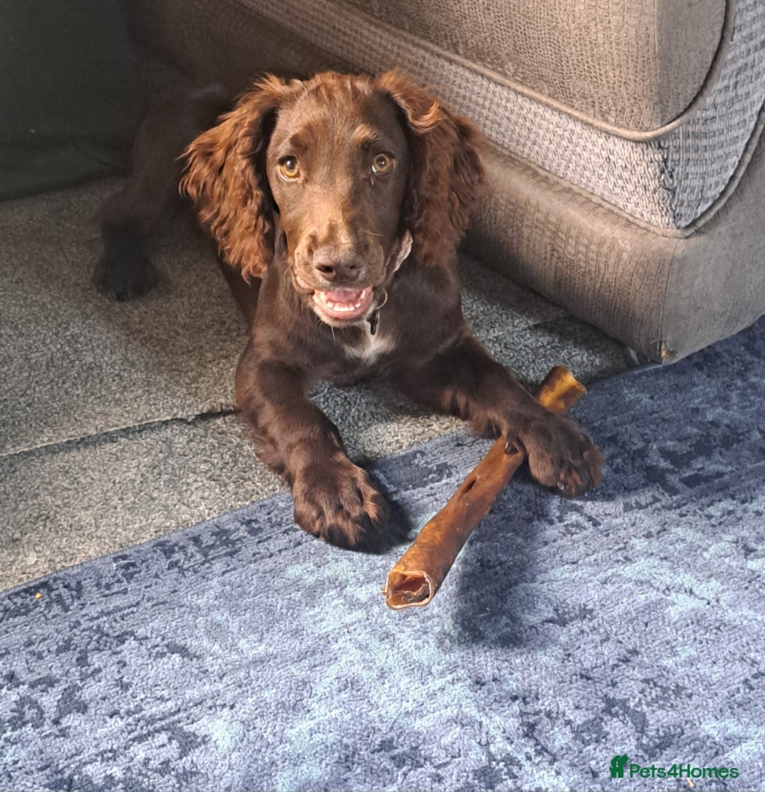 Cocker Spaniel dogs for sale: Juno cocker spaniel  - Image 1