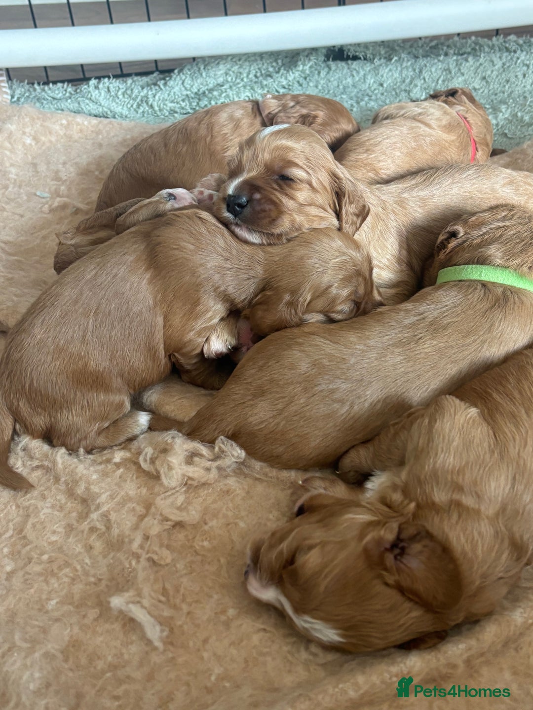 Cavapoo dogs for sale: King Charles Cavalier x Cavapoo - Image 18
