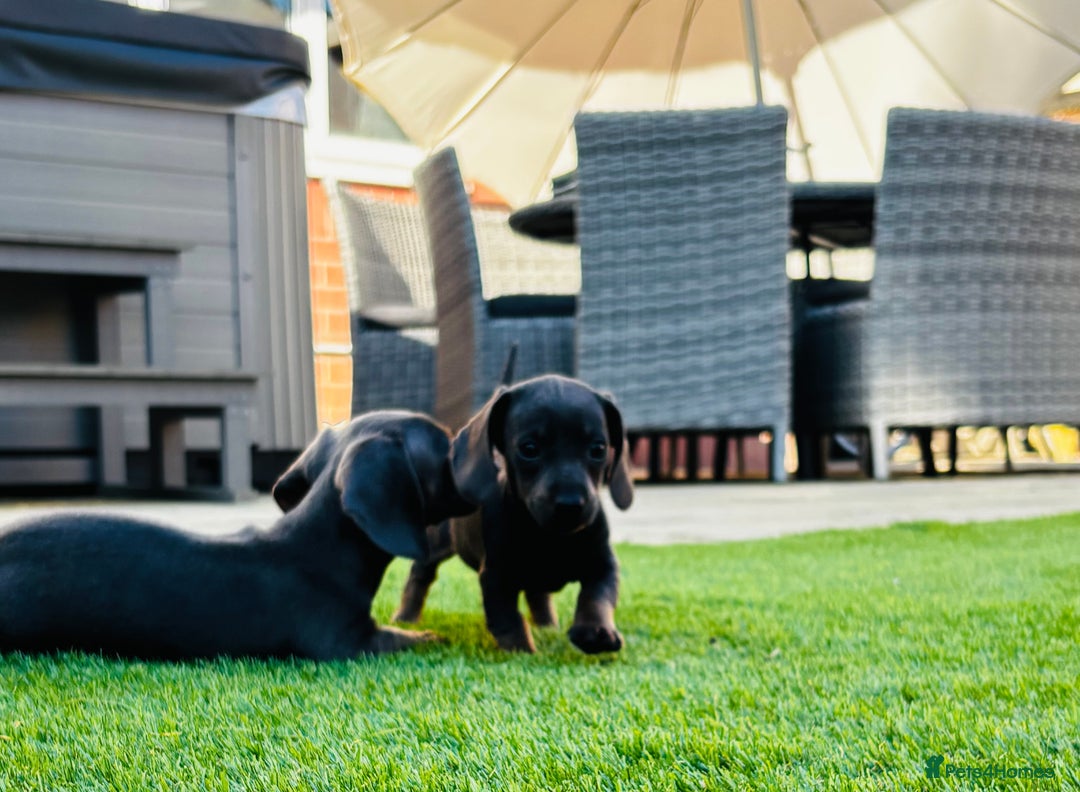 Miniature Dachshund dogs for sale: Outstanding true miniature Dachshund pups 🐾 - Image 4