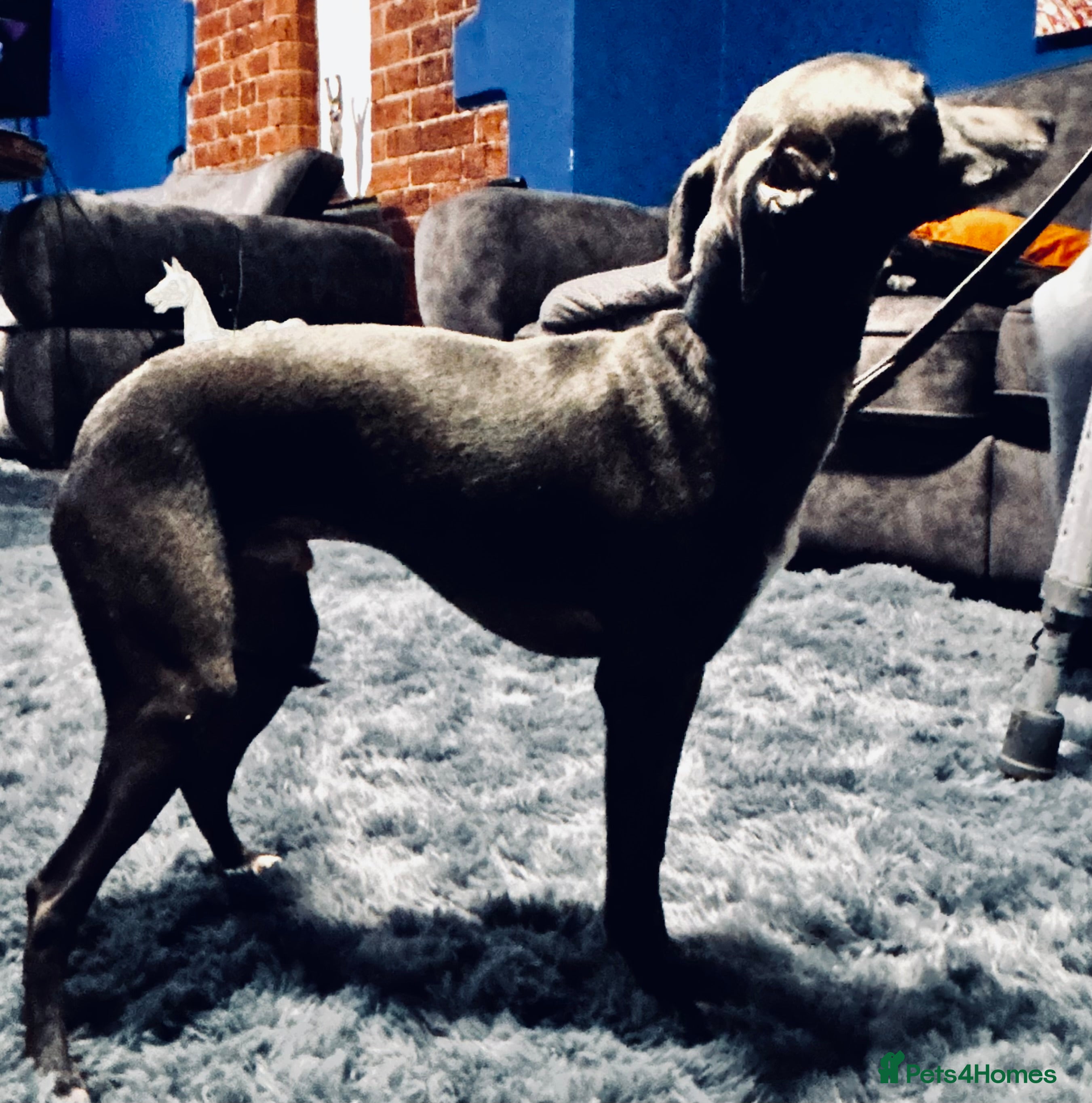 Italian Greyhound dogs Adorable handsome Italian greyhound  - Advert 1