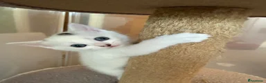 White and Tabby Boy 2