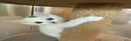 Mixed Breed cats for sale: Gorgeous Kittens Looking for Loving Homes - Advert 16