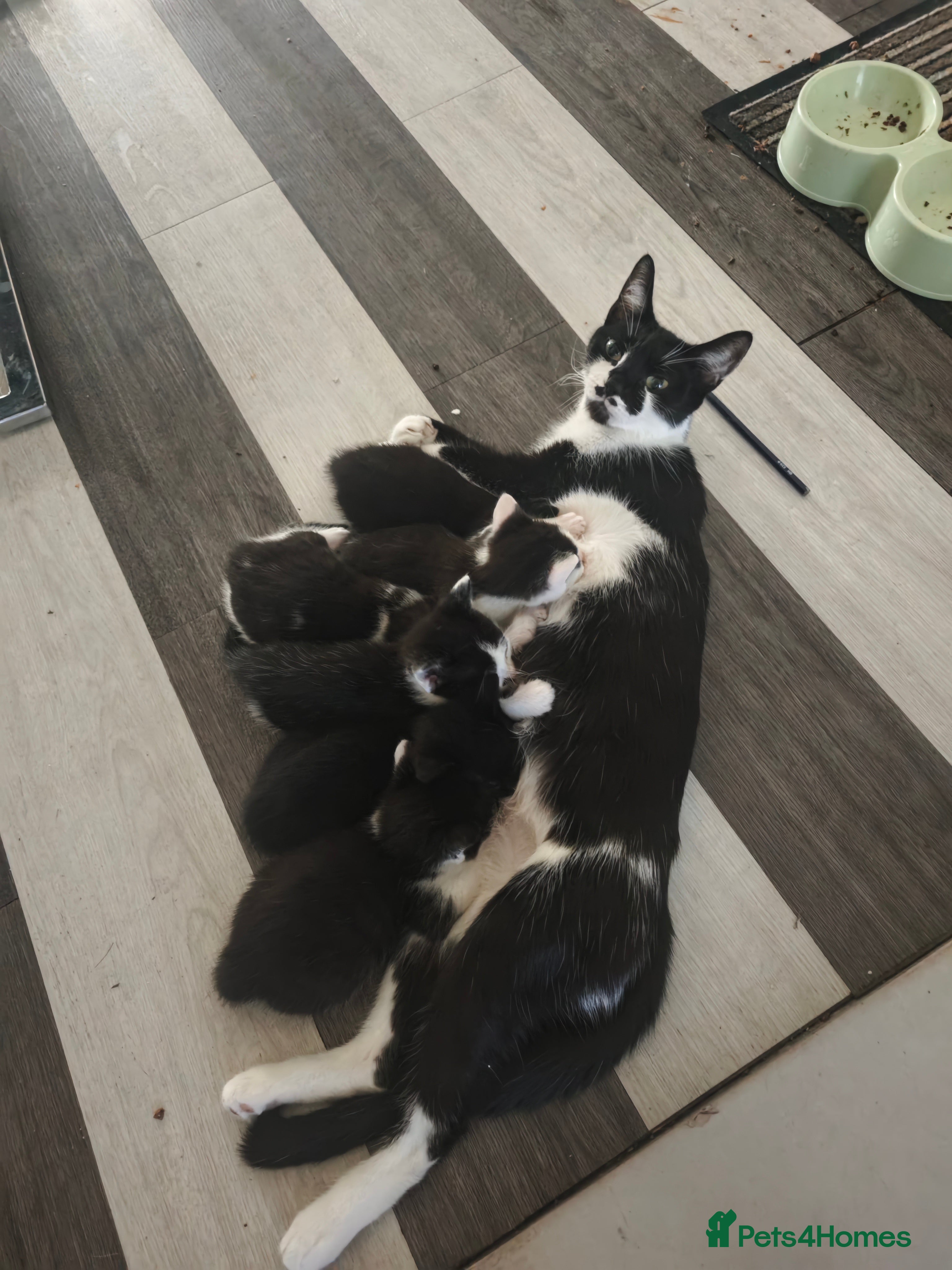 Mixed Breed cats Black/ Black& White Kittens - Advert 1