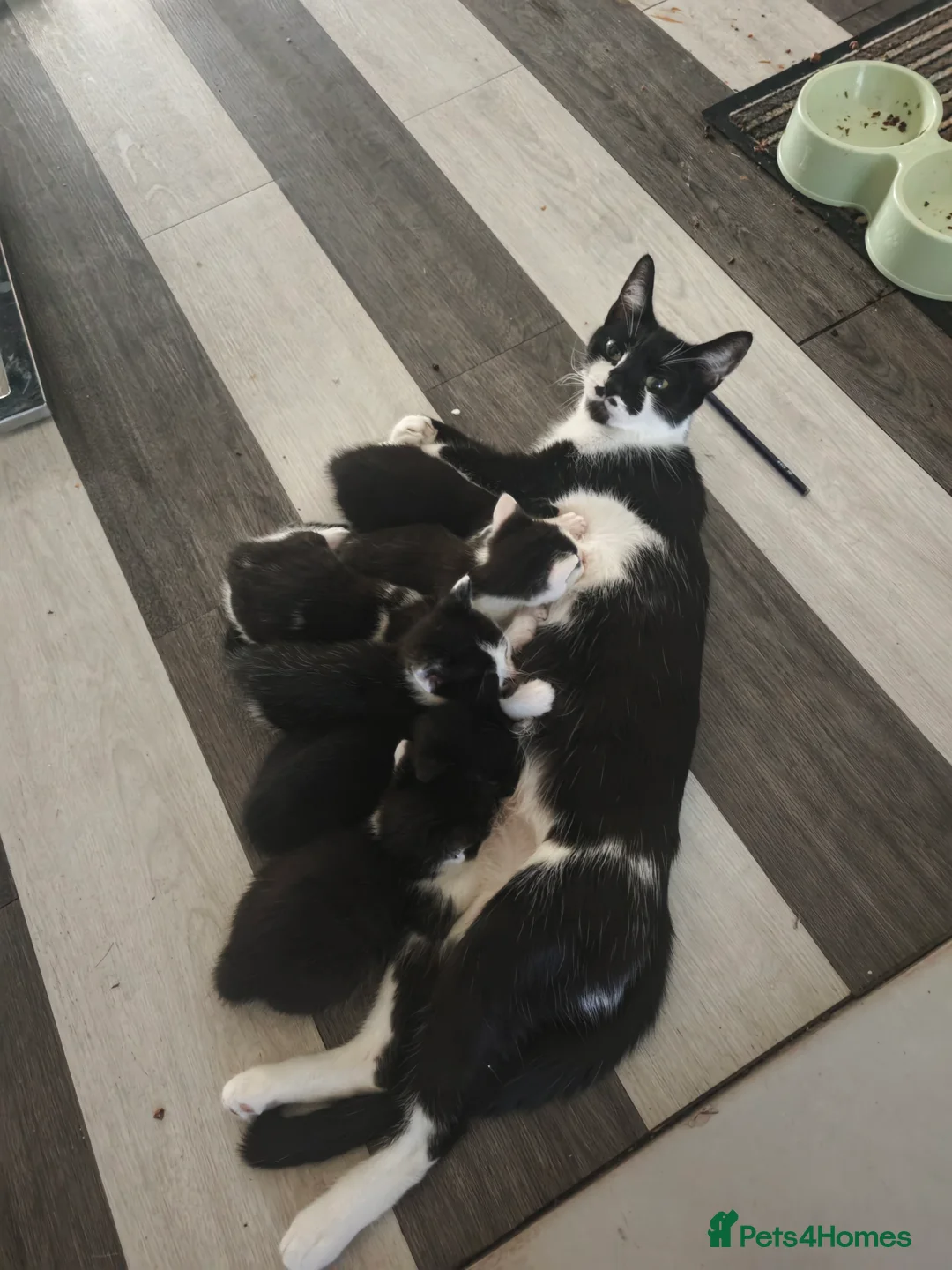 Mixed Breed cats for sale: Black/ Black& White Kittens - Advert 1