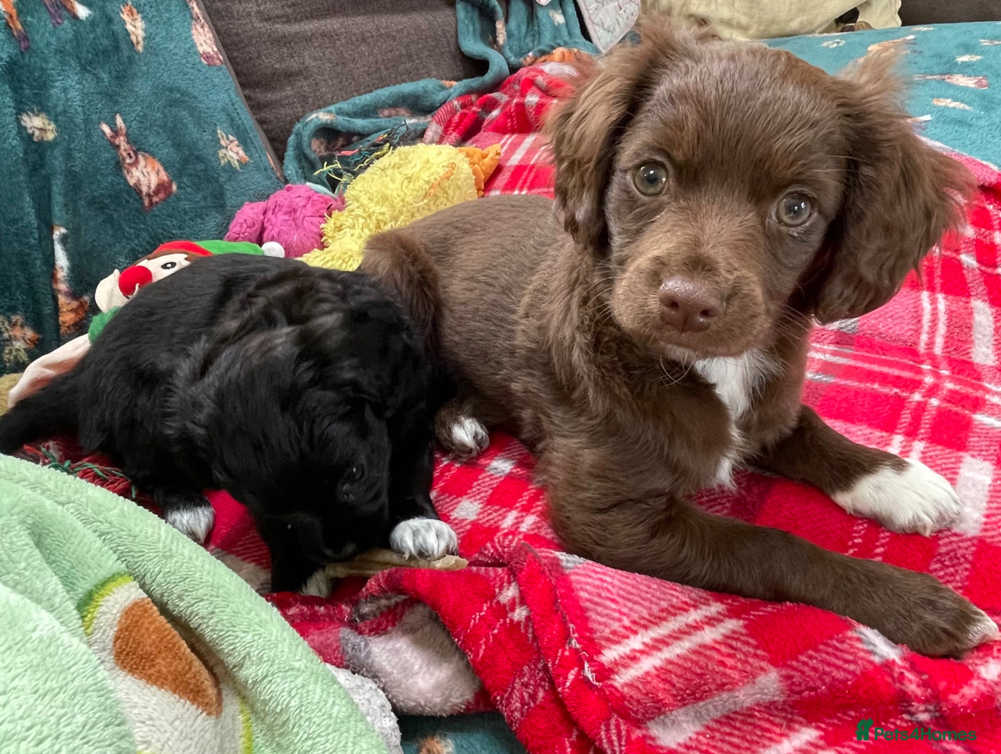 Mixed Breed dogs F1 cockerhuahua Chihuahua x Cocker Spaniel puppies - Advert 18