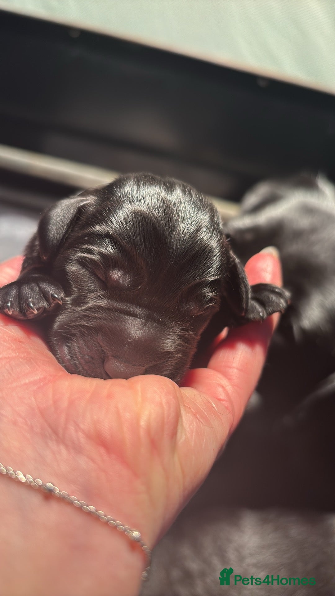 Labrador Retriever dogs True Show Line Labrador Puppies  - Advert 18