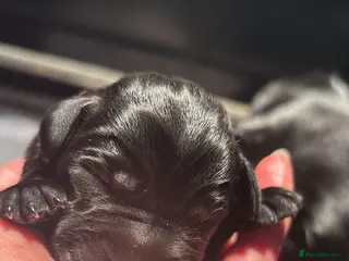 Labrador Retriever dogs True Show Line Labrador Puppies - Advert 18