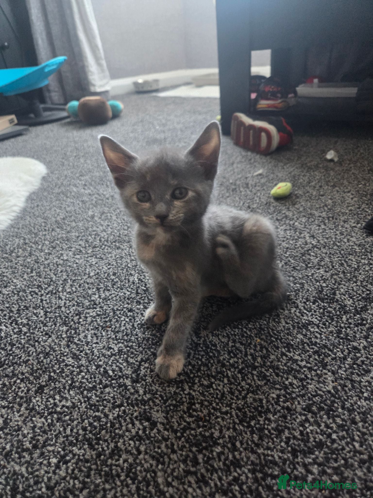 Mixed Breed cats Female grey brindle kitten for sale - Advert 3