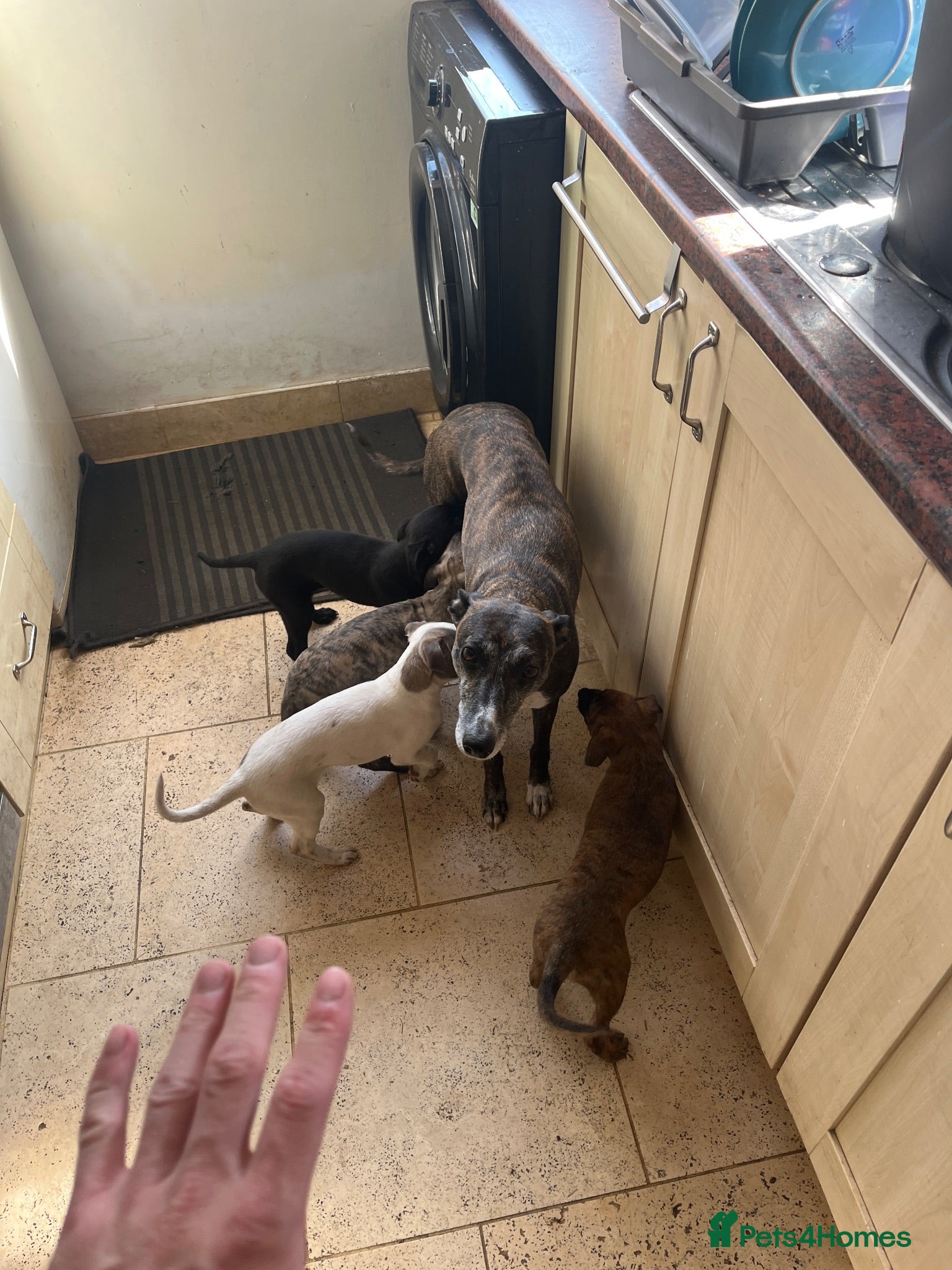Whippet dogs Working/show/race/family whippet puppies  - Advert 2