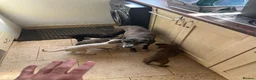 Whippet dogs for sale: Working/show/race/family whippet puppies  - Advert 2