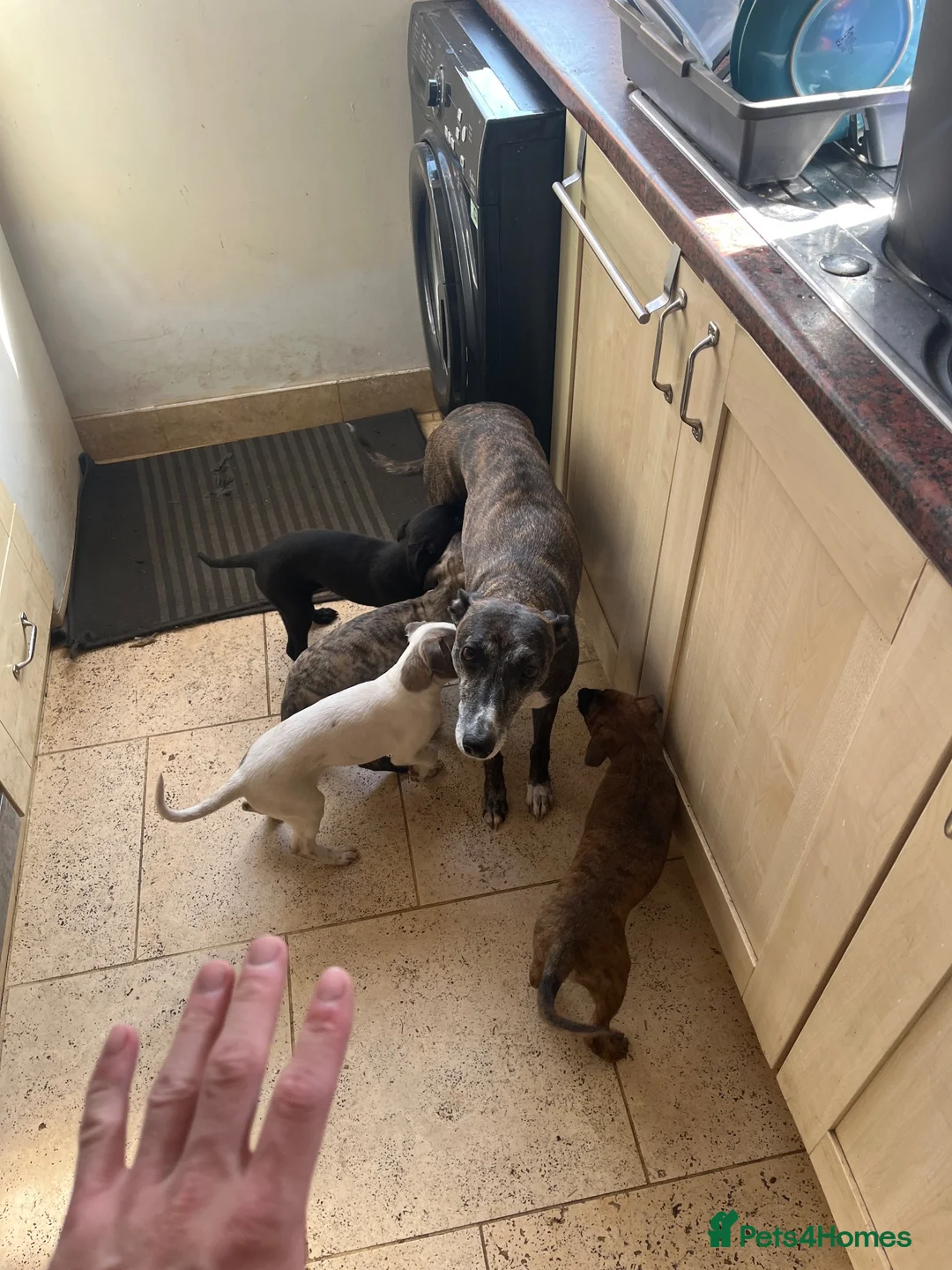 Whippet dogs for sale: Working/show/race/family whippet puppies  - Advert 2