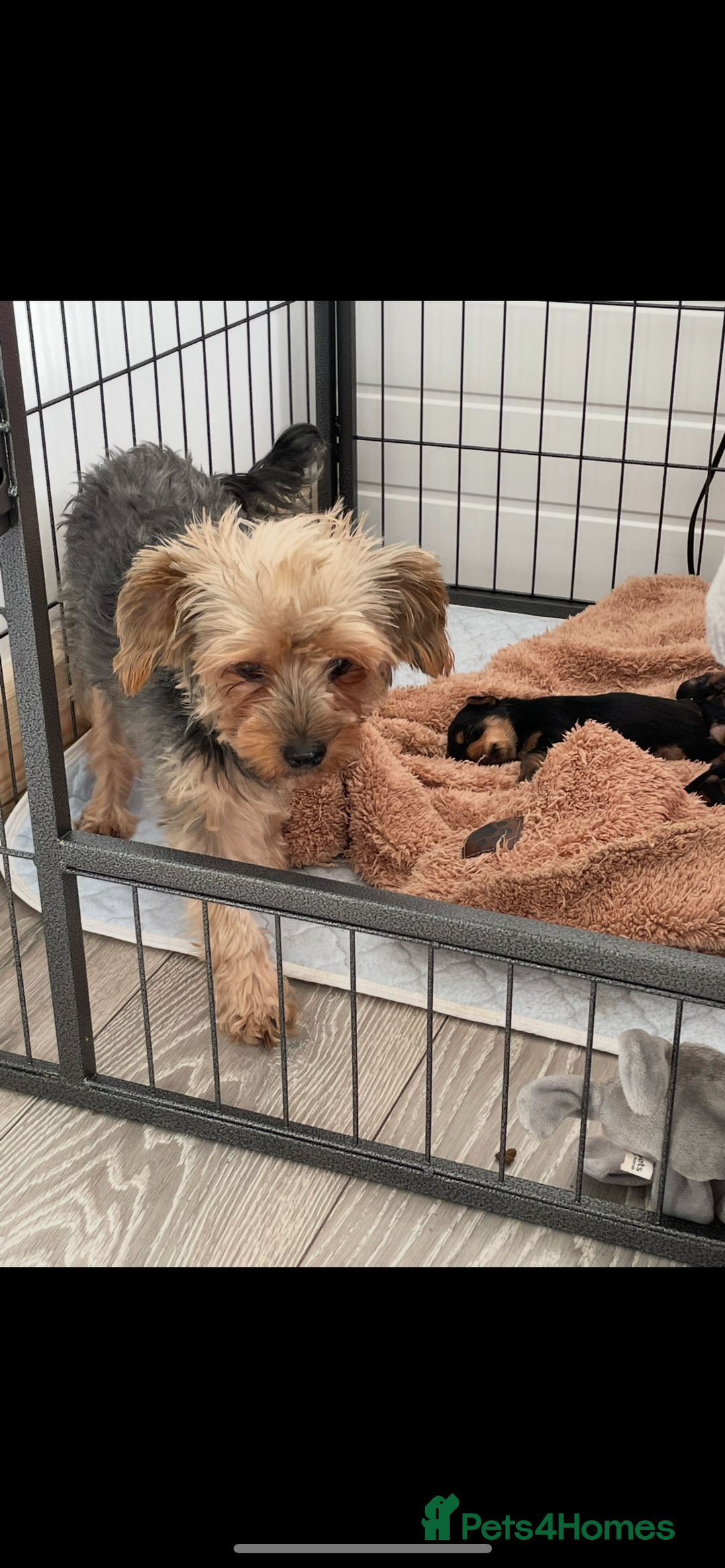 Yorkshire Terrier dogs for sale: MINI KC YORKIE TERRIER PUPS,VACCS, chip ect  - Image 1