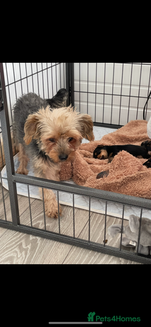 Yorkshire Terrier dogs - Advert 1
