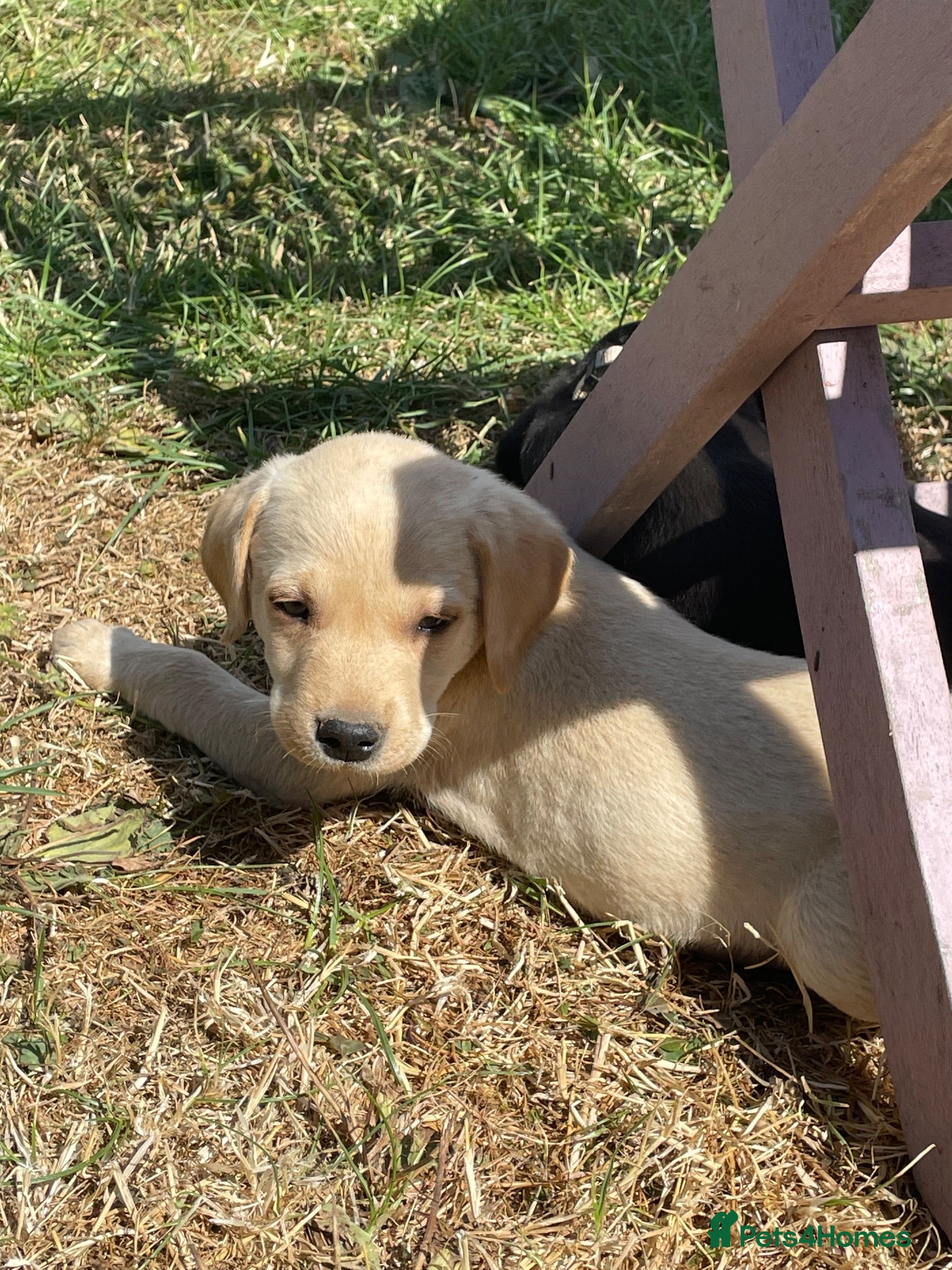 Labrador Retriever dogs Excellent KC Registered Labrador puppies - Advert 1