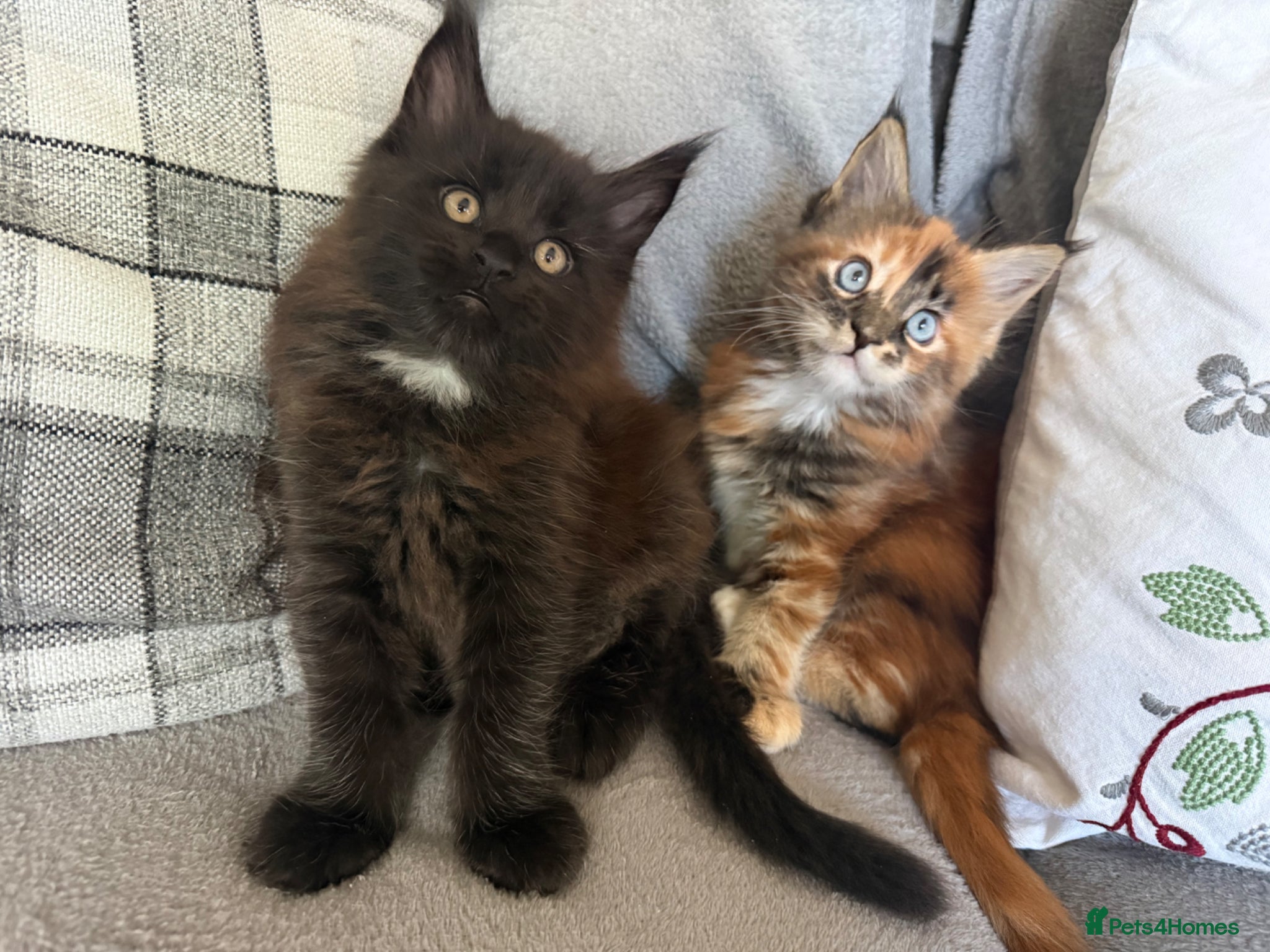 Maine Coon cats Maine Coons kittens purebred  - Advert 1