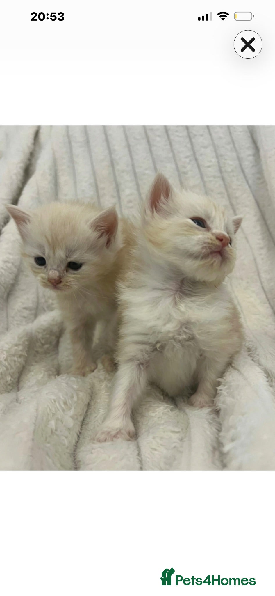 Maine Coon cats 🔥 amazing offer full Maine coon 🔥 Amazing colour - Advert 1