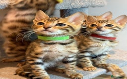 Bengal cats for sale: Exquisite TICA Registered gold&snow BengalKittens  - Image 2