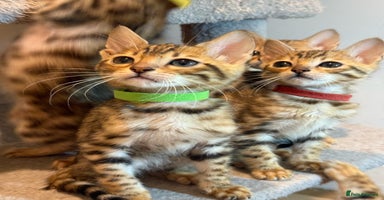 Bengal cats - Advert 6