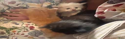 Norwegian Forest Cat cats for sale: Tricolore Magic  - Advert 14