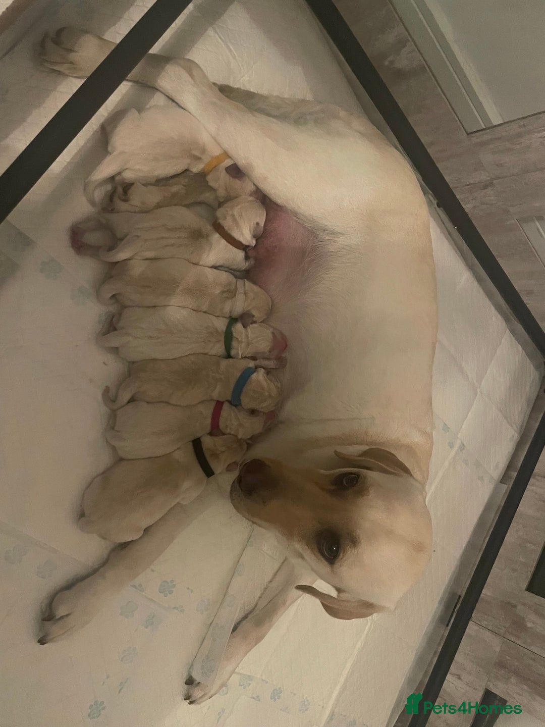 Golden Retriever dogs for stud: Golden Retriever for stud  - Advert 5