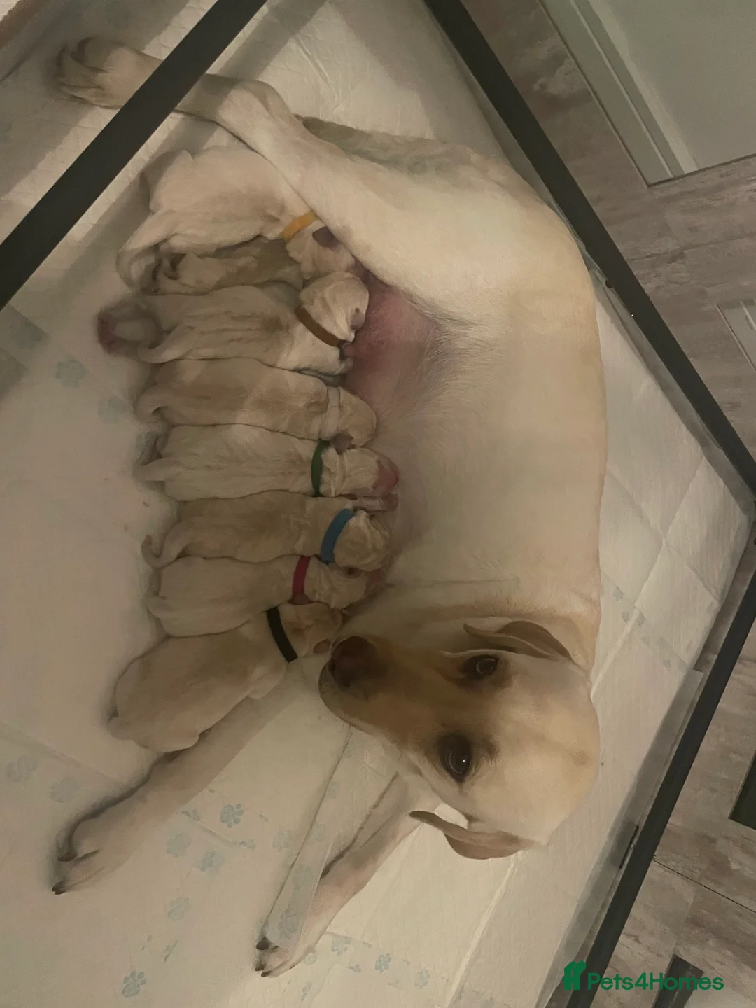 Golden Retriever dogs for stud: Golden Retriever for stud  - Advert 5