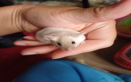 Mouse rodents for sale: Only Two male mice left  - Image 2