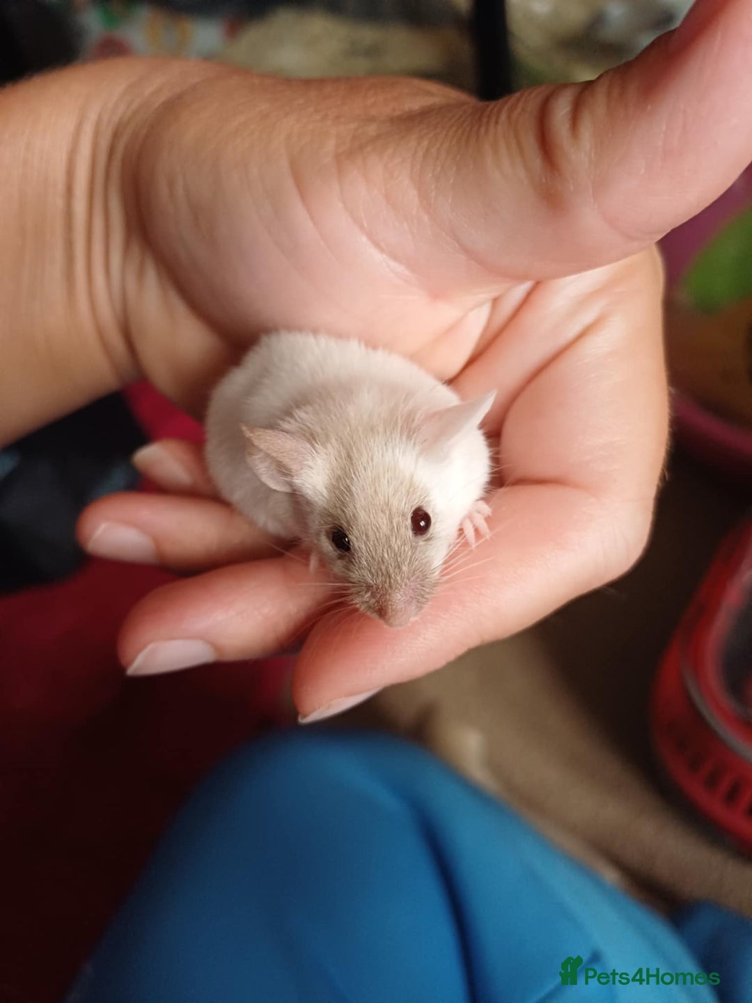 Mouse rodents for sale: Only Two male mice left  - Image 2