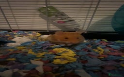 Hamster rodents for sale: ASAP. Syrian hamster for sale!!! - Image 2