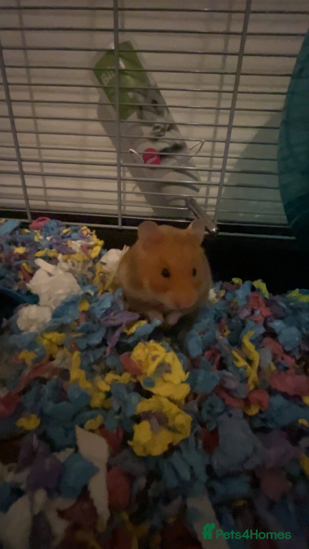 Hamster rodents for sale: ASAP. Syrian hamster for sale!!! - Image 2
