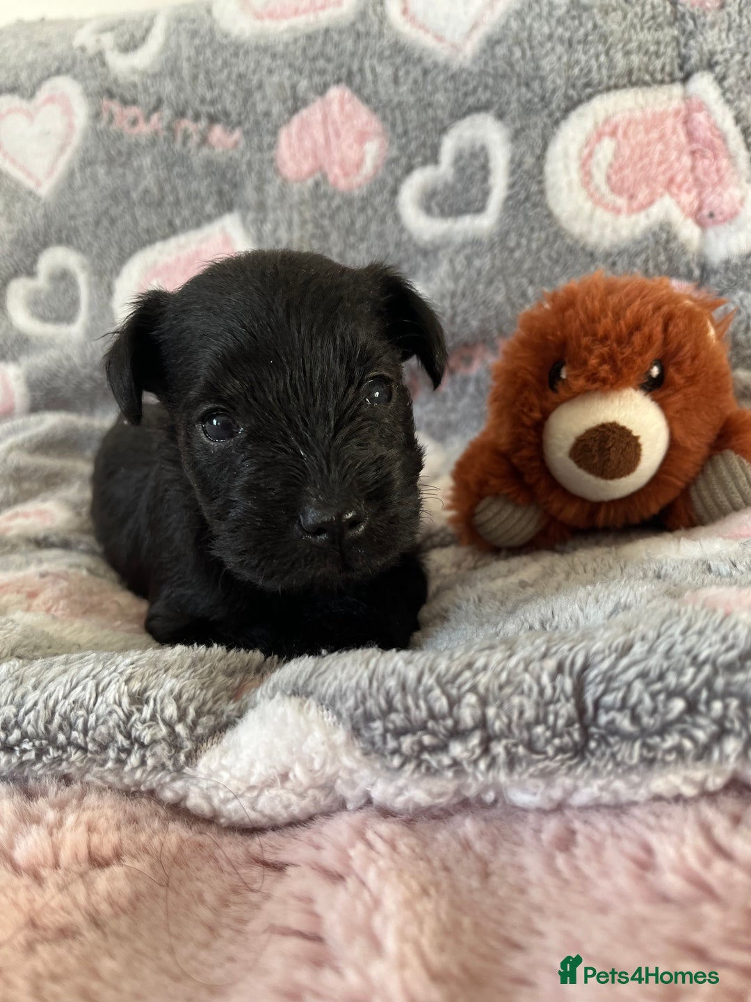 Miniature Schnauzer dogs for sale: Beautiful KC miniature Schnauzers  - Advert 36